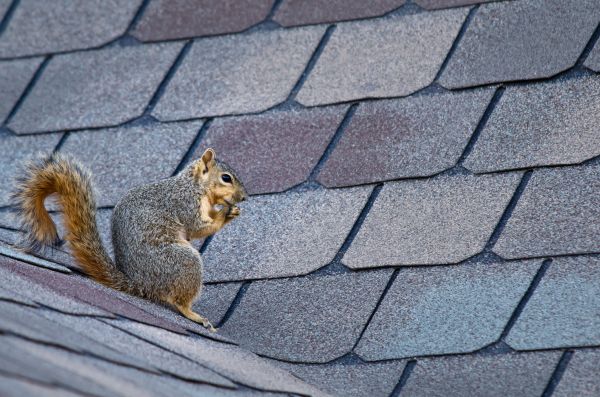 Las Cruces Wildlife Removal