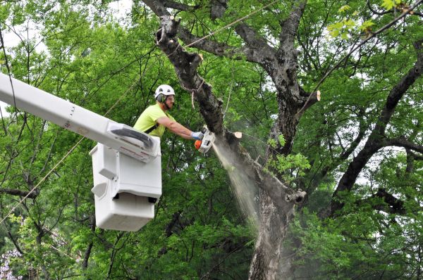 Las Cruces Tree Trimming