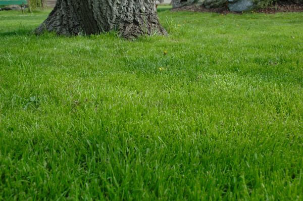 Las Cruces Lawn Treatment